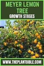 Do Meyer Lemon Trees Produce Fruit Year Round?