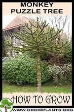 Do Monkey Puzzle Trees Grow Fast?