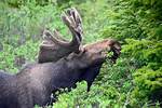 Do Moose Eat Pine Trees?