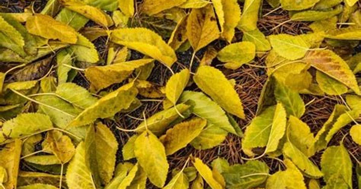 Do Mulberry Trees Drop Their Leaves in Winter?