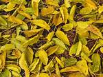 Do Mulberry Trees Drop Their Leaves in Winter?