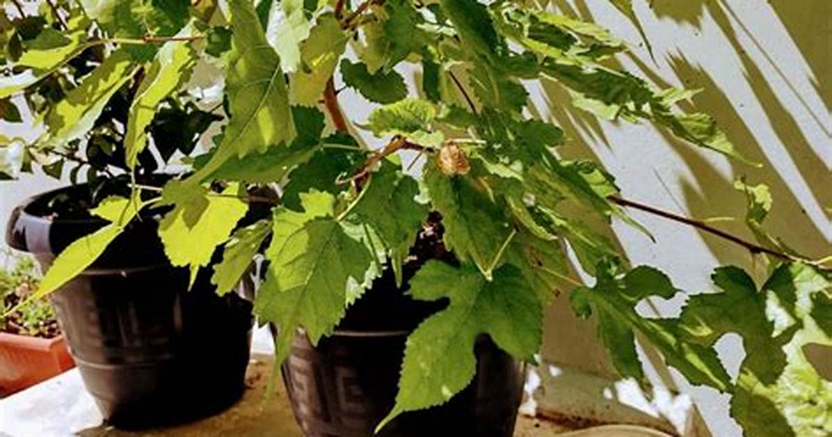 Do Mulberry Trees Need to Be Planted in Pairs?