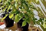 Do Mulberry Trees Need to Be Planted in Pairs?