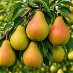 Do Ornamental Pear Trees Have Invasive Roots?