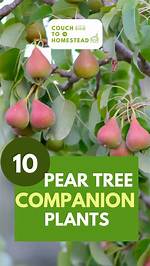 Do Pear Trees Need a Companion?