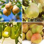 Do Pear Trees Need to Be in Pairs?