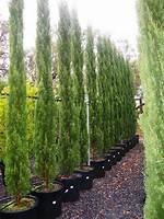 Do Pencil Pines Grow in Qld?