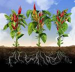 Do Pepper Trees Have Shallow Roots?