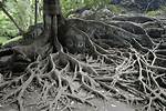 Do Pin Oak Trees Have Invasive Roots?