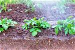 Do Potatoes Need to Be Sprayed?