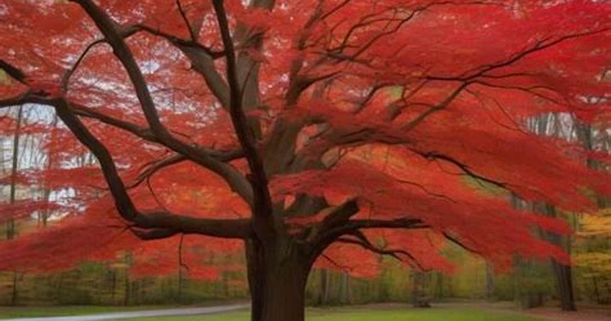 Do Red Maples Grow in Maryland?