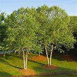 Do River Birches Grow Fast?
