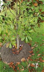 Do Saucer Magnolias Lose Their Leaves?