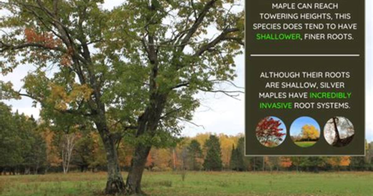Do Silver Maples Have Invasive Roots?