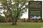 Do Silver Maples Have Invasive Roots?