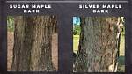Do Silver Maples Have Multiple Trunks?