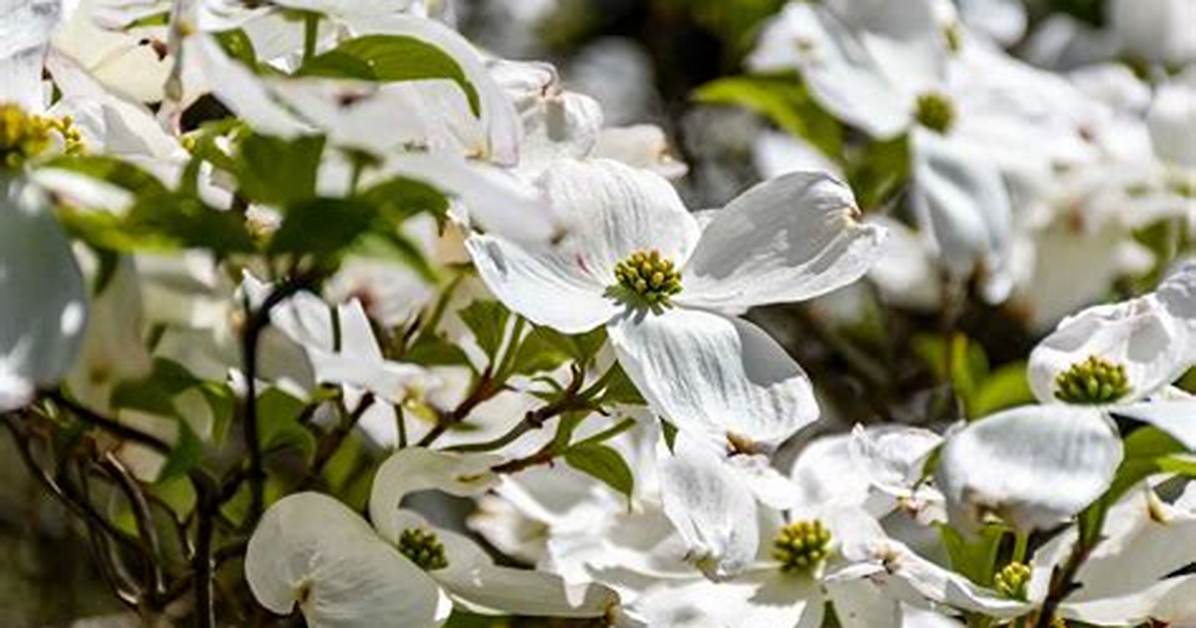 Do Some Dogwoods Bloom Later Than Others?