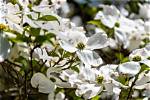 Do Some Dogwoods Bloom Later Than Others?