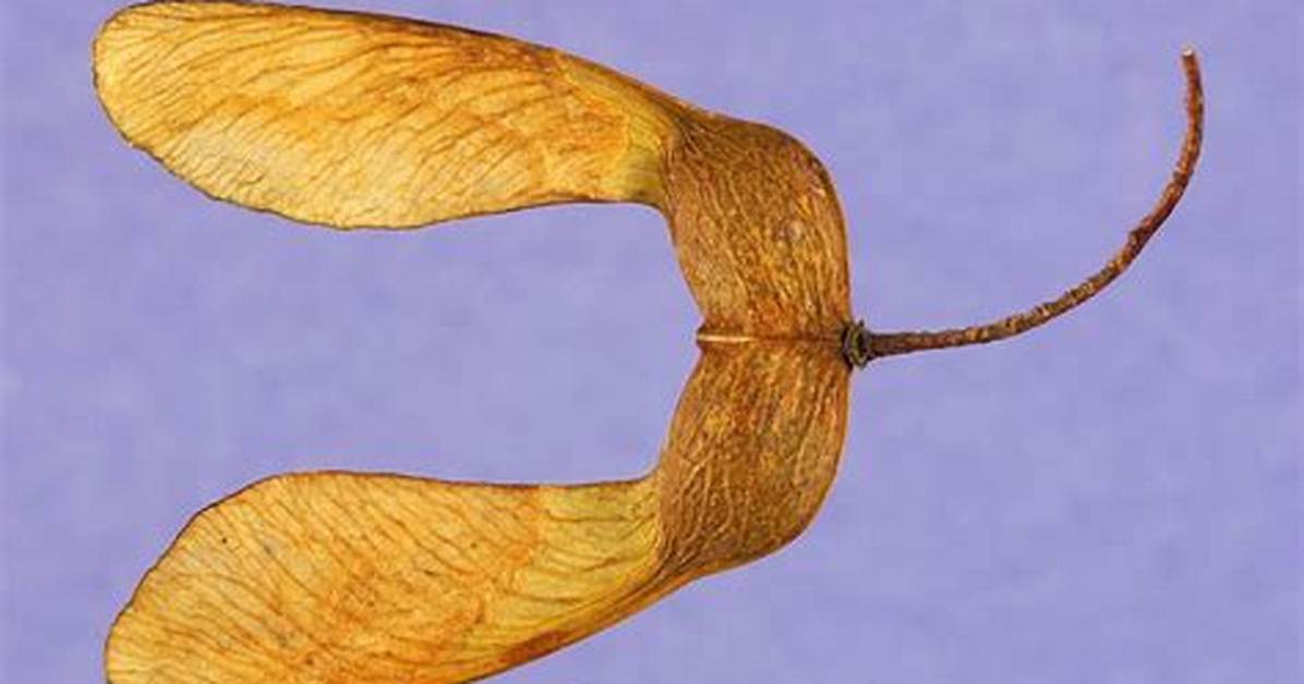 Do Sugar Maple Trees Drop Helicopters?