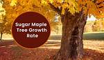 Do Sugar Maples Grow in Wisconsin?