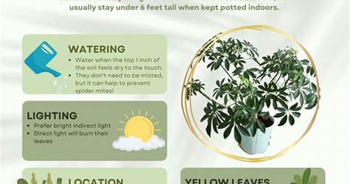 Do Umbrella Plants Regrow?
