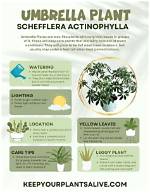 Do Umbrella Plants Regrow?
