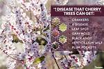 Do Weeping Cherry Trees Bloom Every Year?