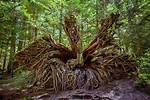 Do Western Red Cedars Have Deep Roots?
