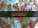Do Willow Trees Shed Their Leaves?