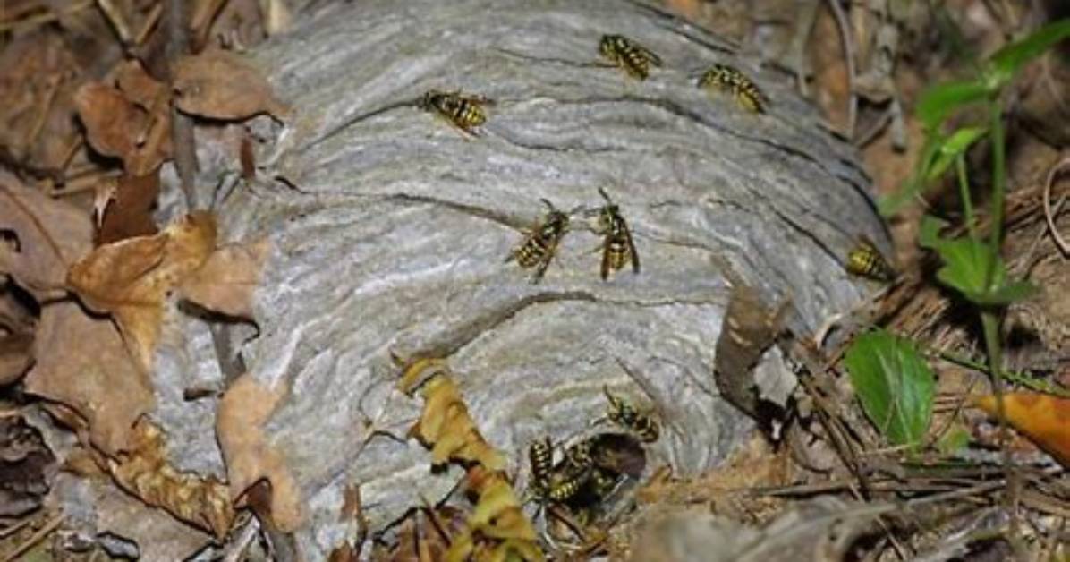 Do Yellow Jackets Return to Old Nests?