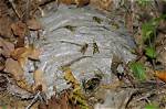 Do Yellow Jackets Return to Old Nests?