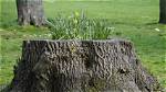 Do You Add Water to Stump out?