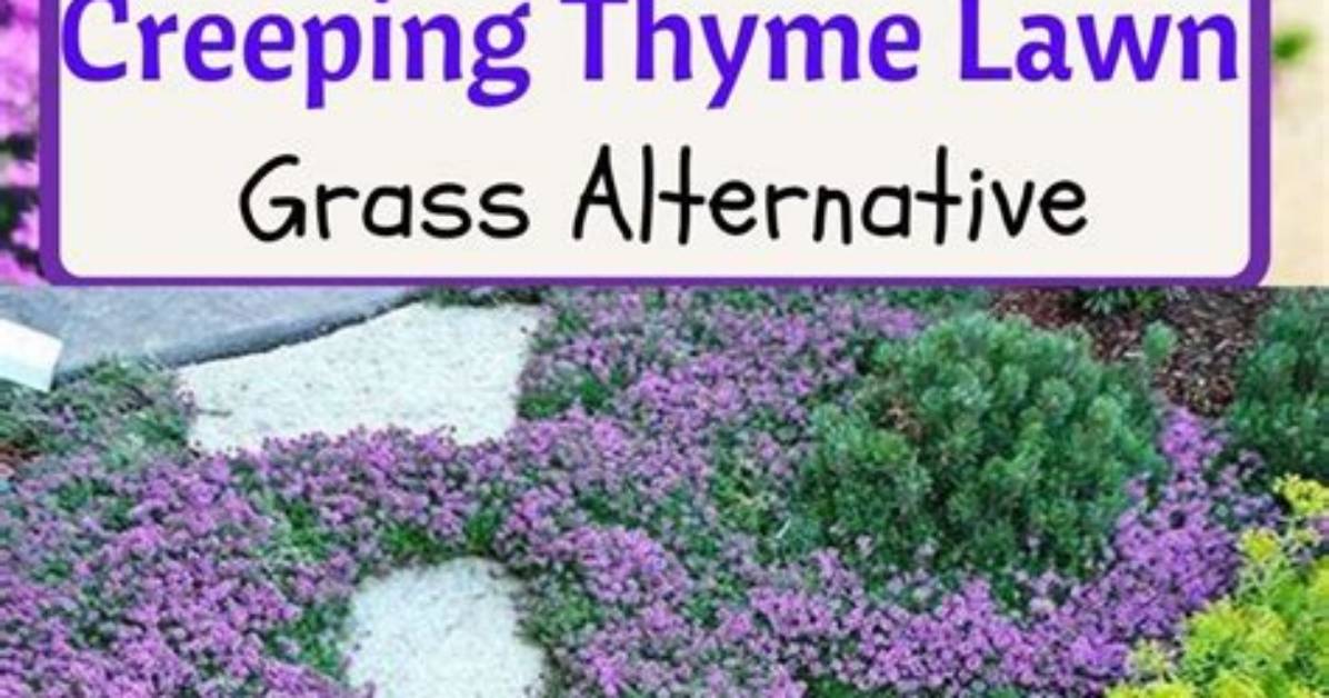Do You Cut Back Creeping Thyme in the Fall?