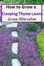 Do You Cut Back Creeping Thyme in the Fall?