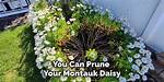 Do You Cut Back Montauk Daisies for the Winter?