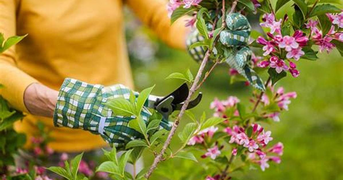 Do You Cut Back Weigela in the Fall?