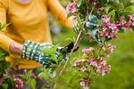 Do You Cut Back Weigela in the Fall?
