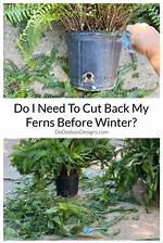 Do You Cut Down Ferns in the Fall?