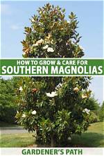 Do You Need 2 Magnolia Trees?