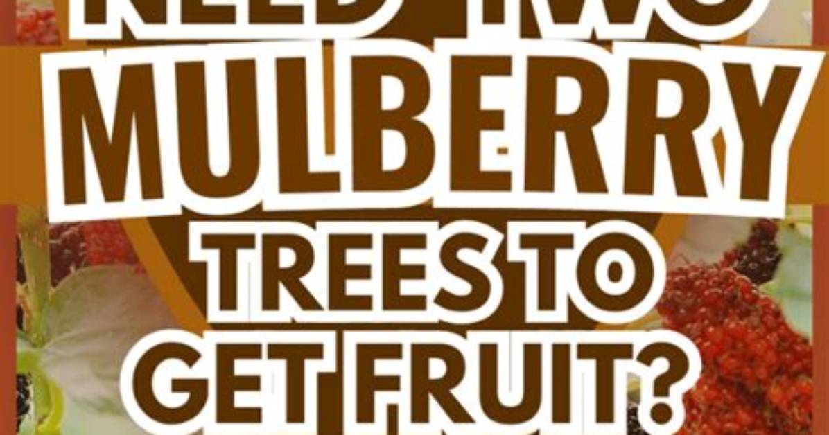 Do You Need Two Fruit Trees to Produce Fruit?