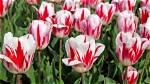 Do You Only Get One Tulip per Bulb?