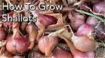 Do You Plant the Whole Shallot Bulb?