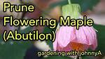 Do You Prune Abutilon?