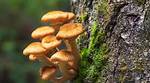 Does Armillatox Kill Honey Fungus?