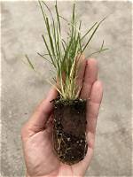 Does Buffalo Grass Grow in California?