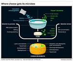 Does Cheese Need Bacteria?