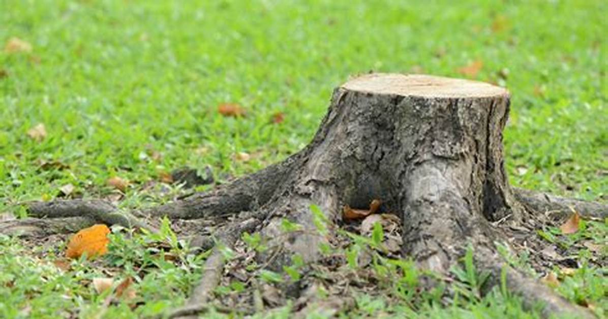 Does Cutting Down a Tree Include Stump Removal?