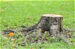 Does Cutting Down a Tree Include Stump Removal?