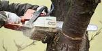 Does Cutting off Dead Branches Help a Pine Tree?
