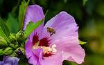 Does Hibiscus Attract Bugs?